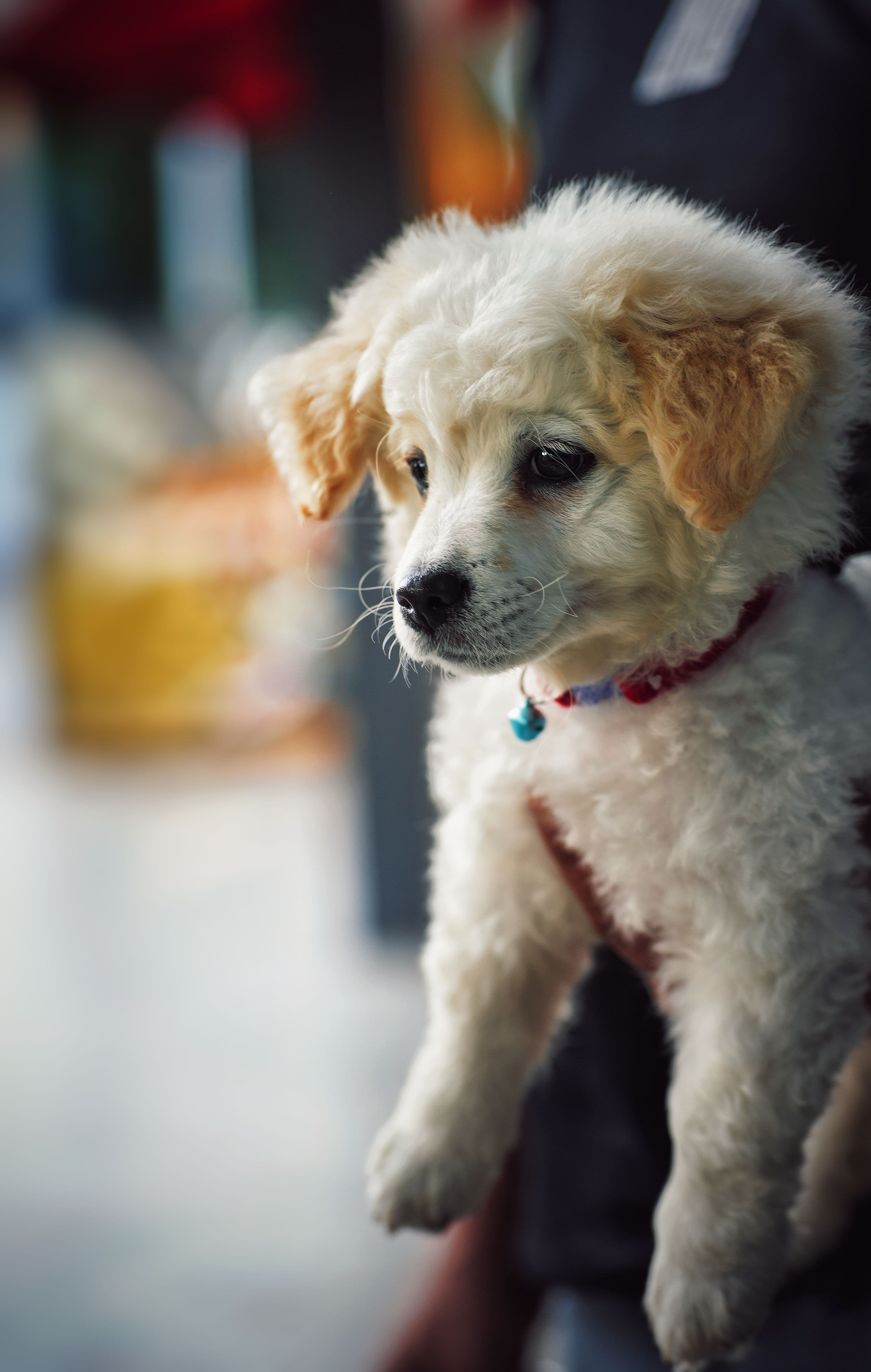 Köpekler Neden Havlar?