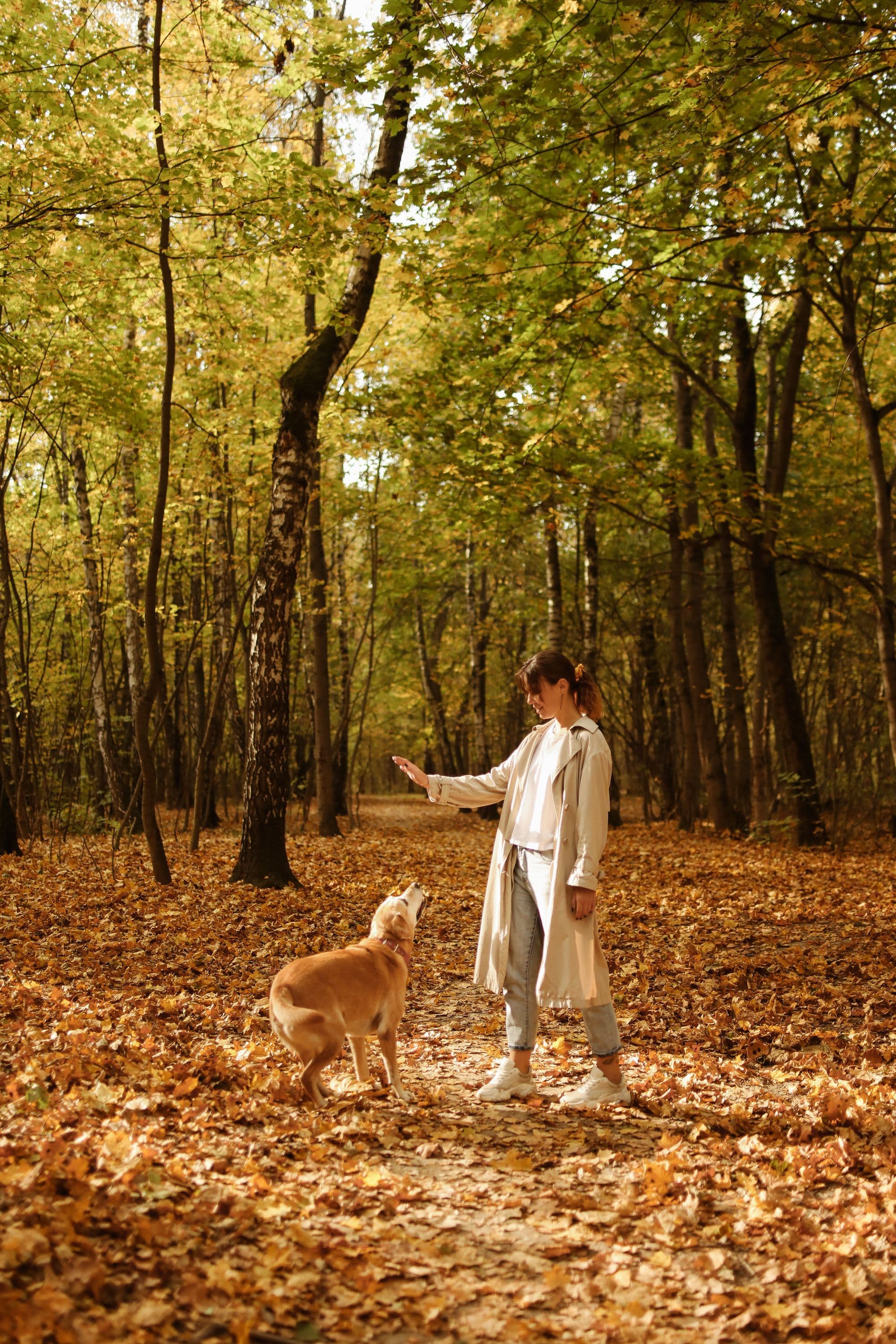 Köpek eğitimi nasıl verilir?